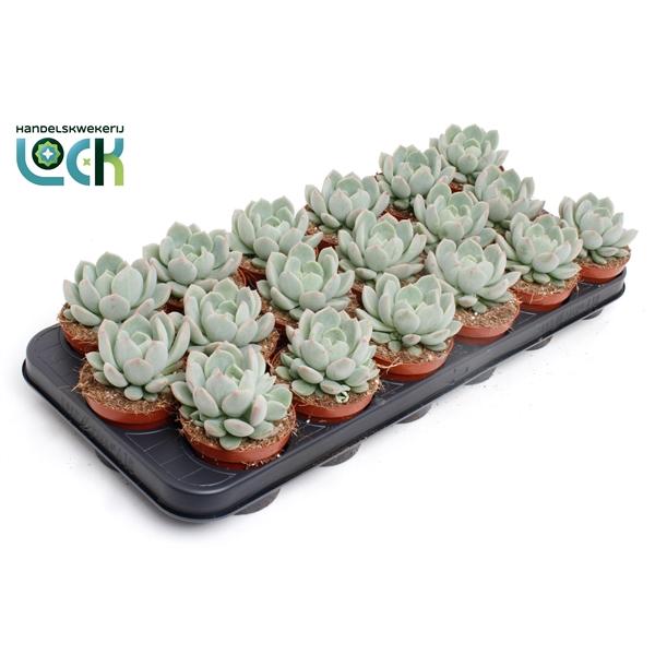 Горшечные цветы и растения оптом Echeveria Secunda от 12шт (для телеги) из Голландии с доставкой по России