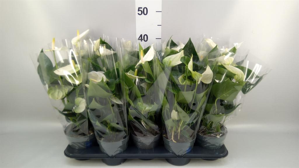 Горшечные цветы и растения оптом Anthurium karma White от 10шт из Голландии с доставкой по России