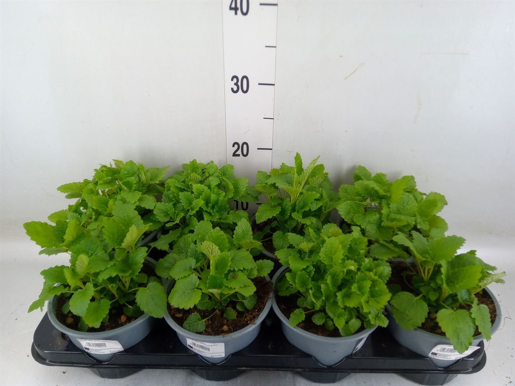 Горшечные цветы и растения оптом Melissa Officinalis от 8шт (для телеги) из Голландии с доставкой по России
