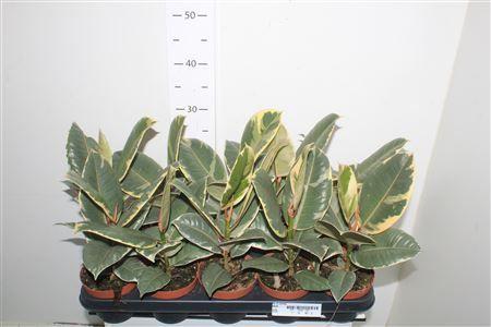 Горшечные цветы и растения оптом Fic El Tineke от 10шт из Голландии с доставкой по России