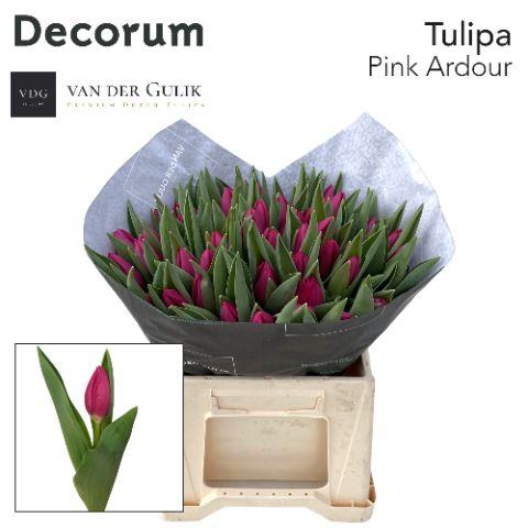 Срезанные цветы оптом Tulipa si pink ardour от 50шт из Голландии с доставкой по России