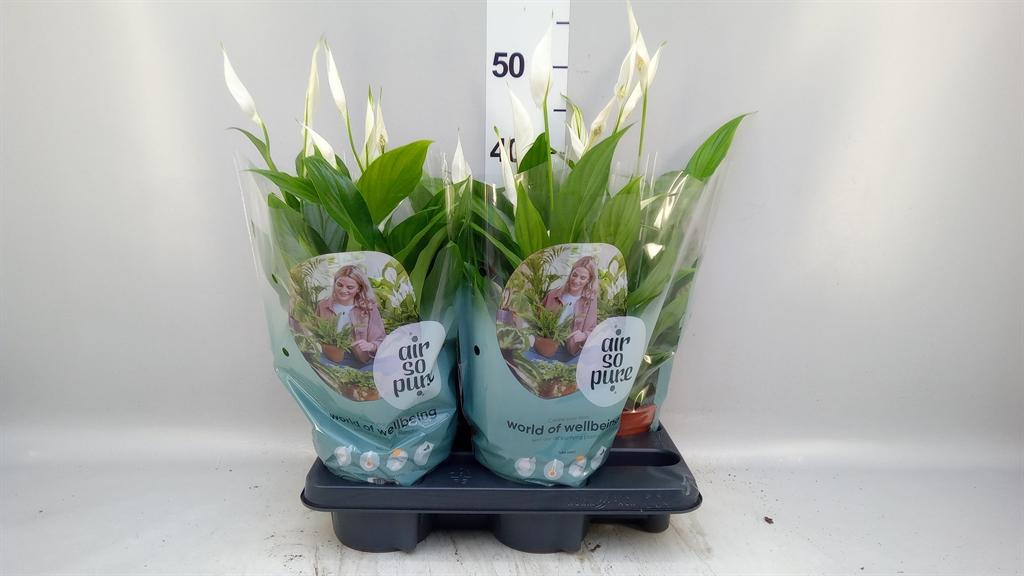 Горшечные цветы и растения оптом Spathiphyllum pearl Cupido A от 4шт из Голландии с доставкой по России