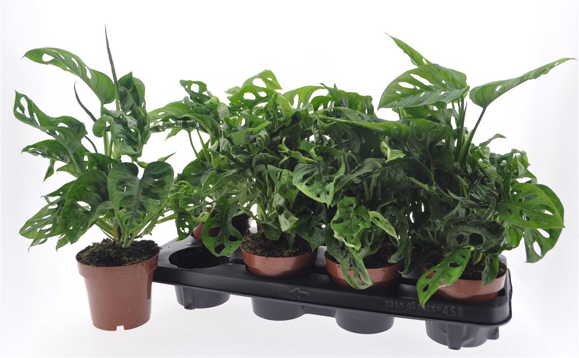 Горшечные цветы и растения оптом Monstera Adansonii от 8шт из Голландии с доставкой по России
