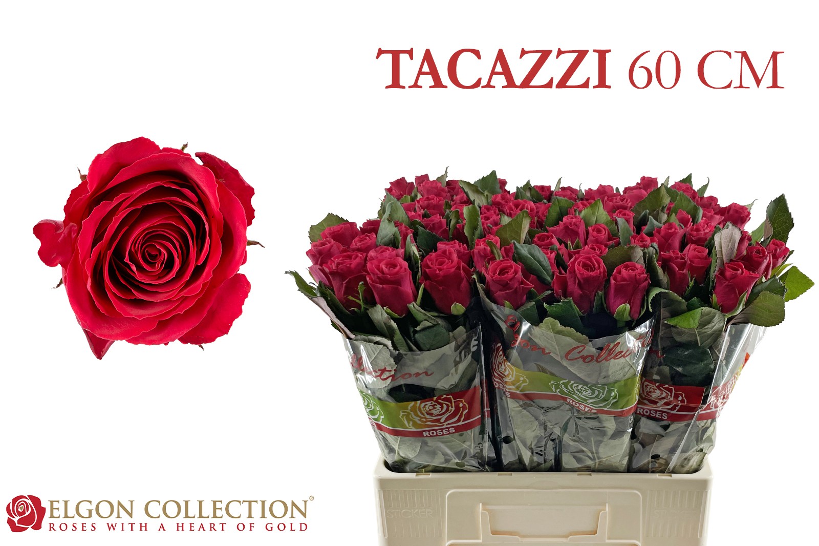 Срезанные цветы оптом Rosa large tacazzi+ от 80шт. из Голландии с доставкой по России