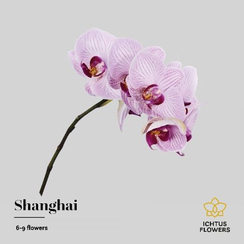 Срезанные цветы оптом Phalaenopsis shanghai (per stem) от 10шт. из Голландии с доставкой по России