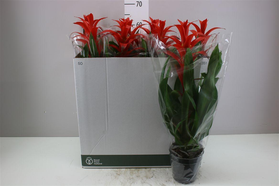 Горшечные цветы и растения оптом Guzmania Allura от 8шт из Голландии с доставкой по России