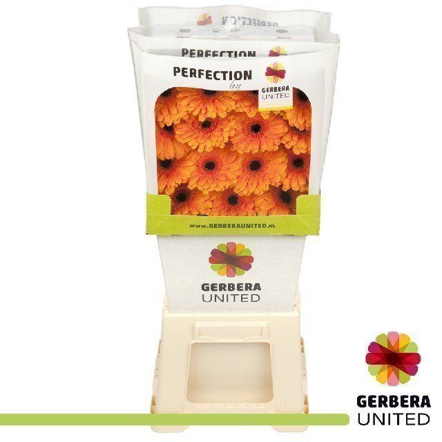 Срезанные цветы оптом Gerbera diamond alex от 45шт из Голландии с доставкой по России