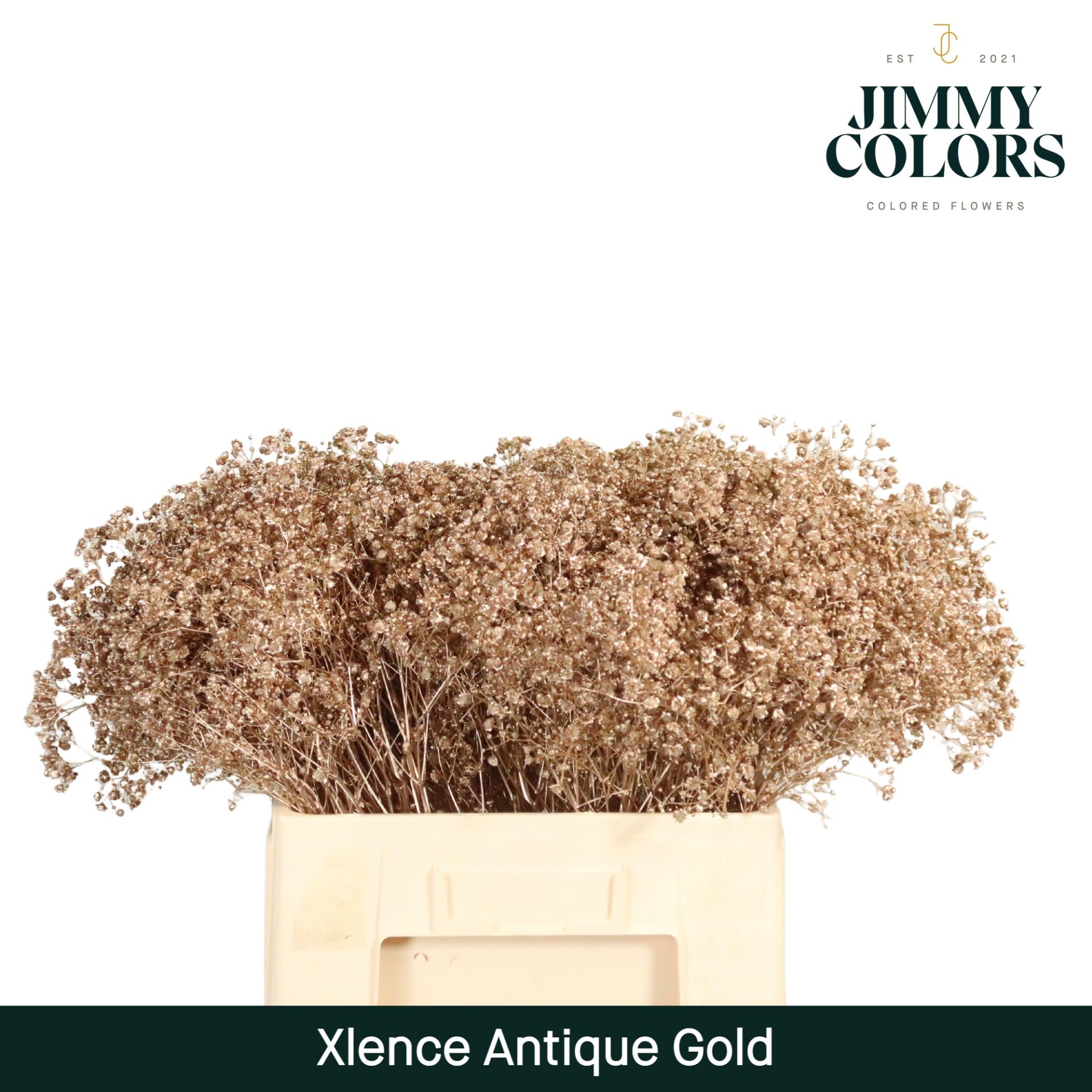 Срезанные цветы оптом Gyps large paint metallic antique gold от 100шт из Голландии с доставкой по России