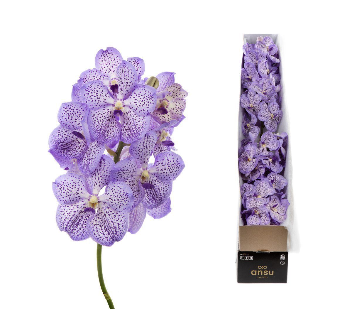 Срезанные цветы оптом Vanda mauve spot per stem от 4шт из Голландии с доставкой по России