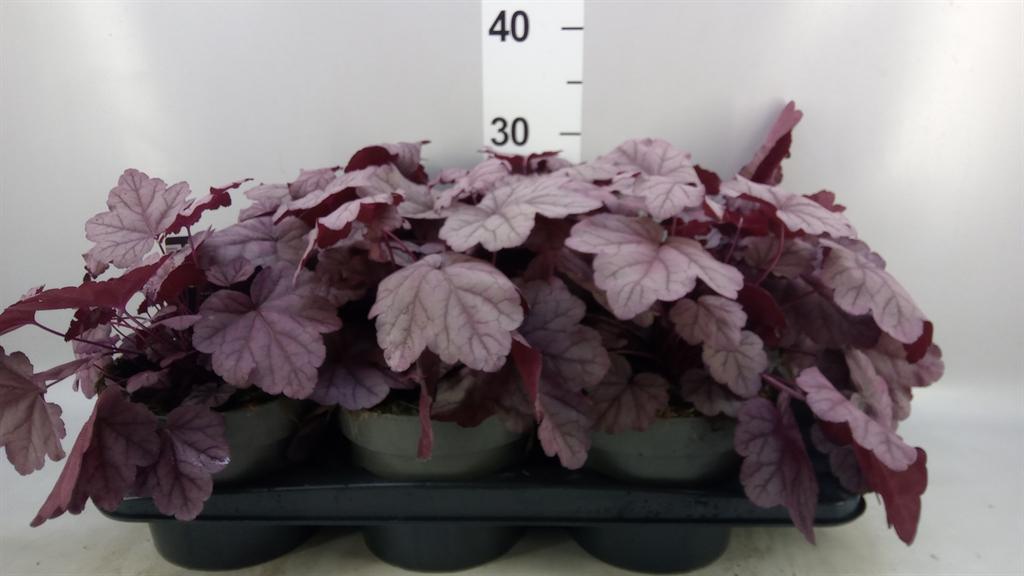 Горшечные цветы и растения оптом Heuchera ... от 6шт из Голландии с доставкой по России