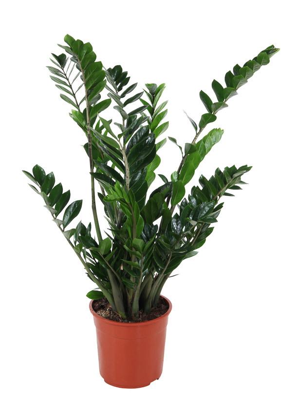 Горшечные цветы и растения оптом Zamioculcas 15+ от 1шт из Голландии с доставкой по России