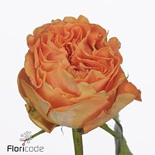 Срезанные цветы оптом Rosa large mariangela+ от 30шт из Голландии с доставкой по России