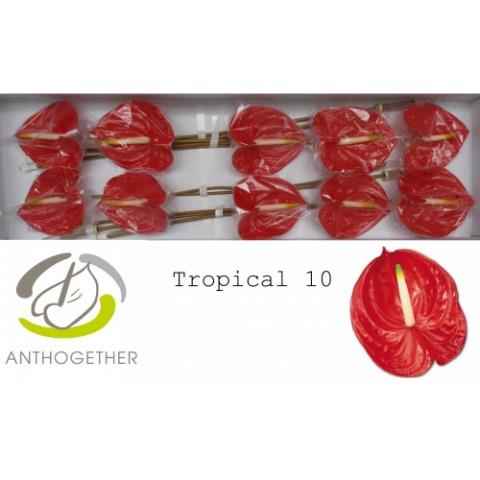 Срезанные цветы оптом Anthurium tropical от 10шт из Голландии с доставкой по России