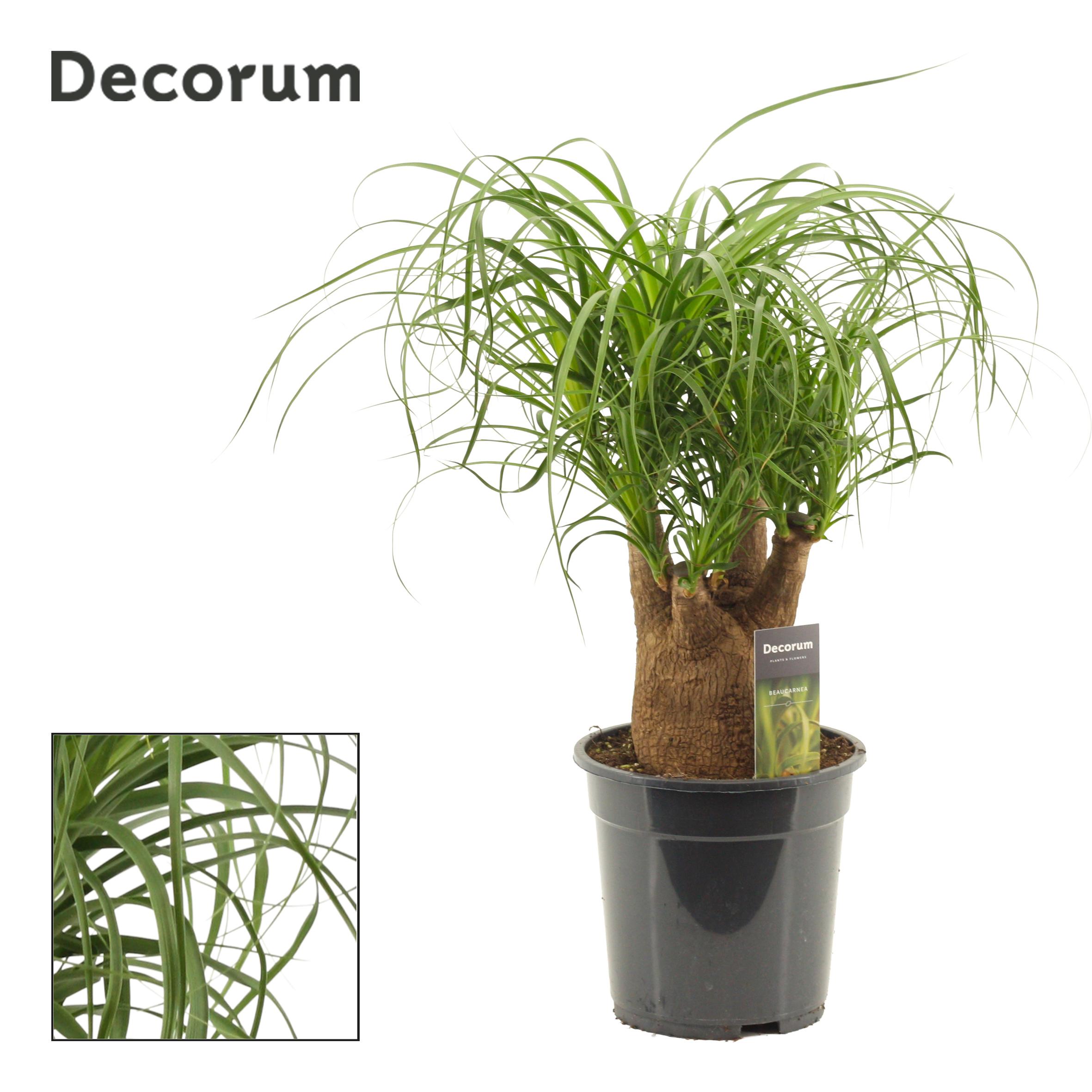 Горшечные цветы и растения оптом Beaucarnea Branched (decorum) от 5шт из Голландии с доставкой по России