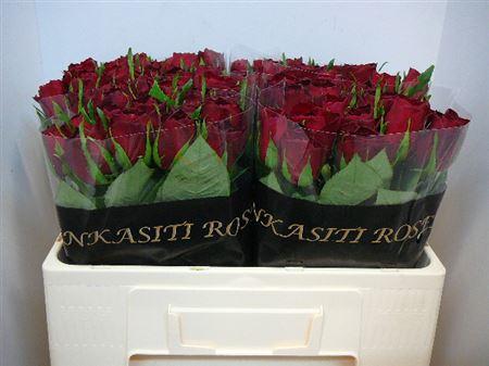 Срезанные цветы оптом Rosa large madam red от 560шт из Голландии с доставкой по России