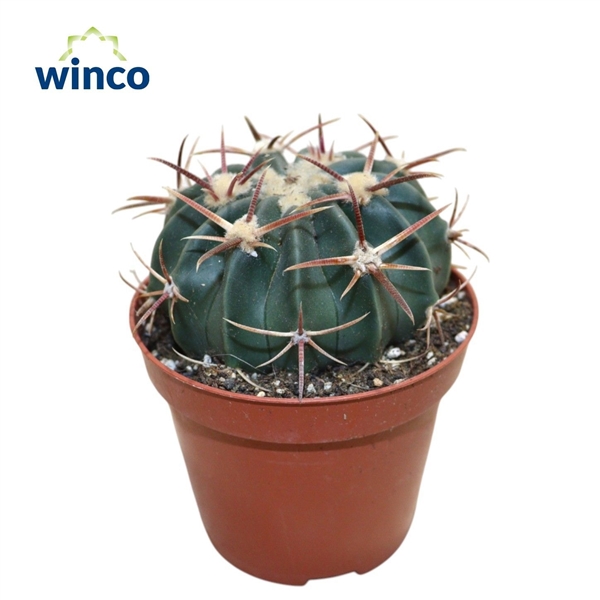 Горшечные цветы и растения оптом Echinocactus Texensis от 18шт (для телеги) из Голландии с доставкой по России