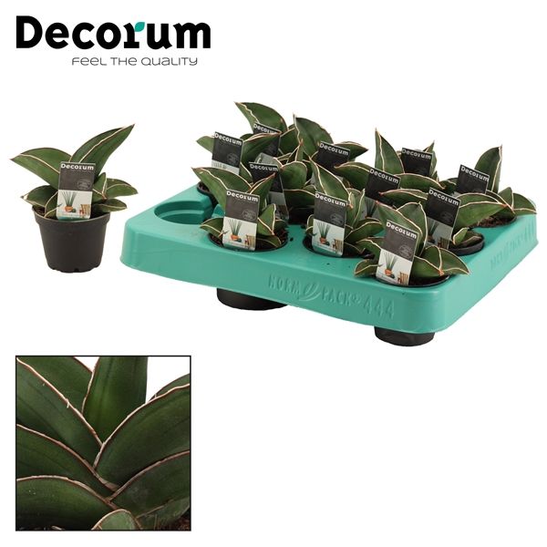 Горшечные цветы и растения оптом Sansevieria Samurai (decorum) от 20шт из Голландии с доставкой по России