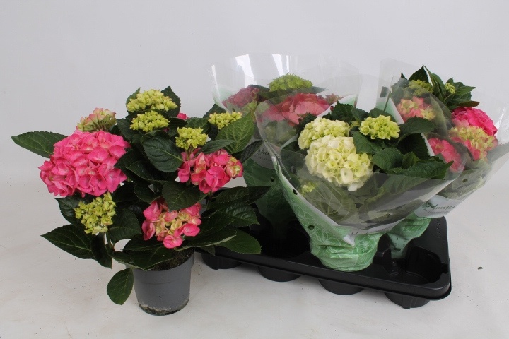 Горшечные цветы и растения оптом Hydr M Gem от 4шт из Голландии с доставкой по России