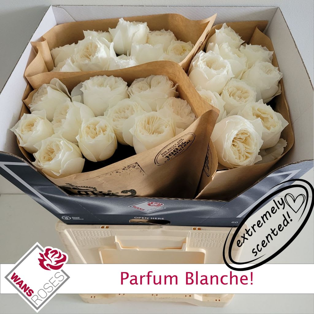 Срезанные цветы оптом Rosa garden parfum blanche! от 30шт из Голландии с доставкой по России