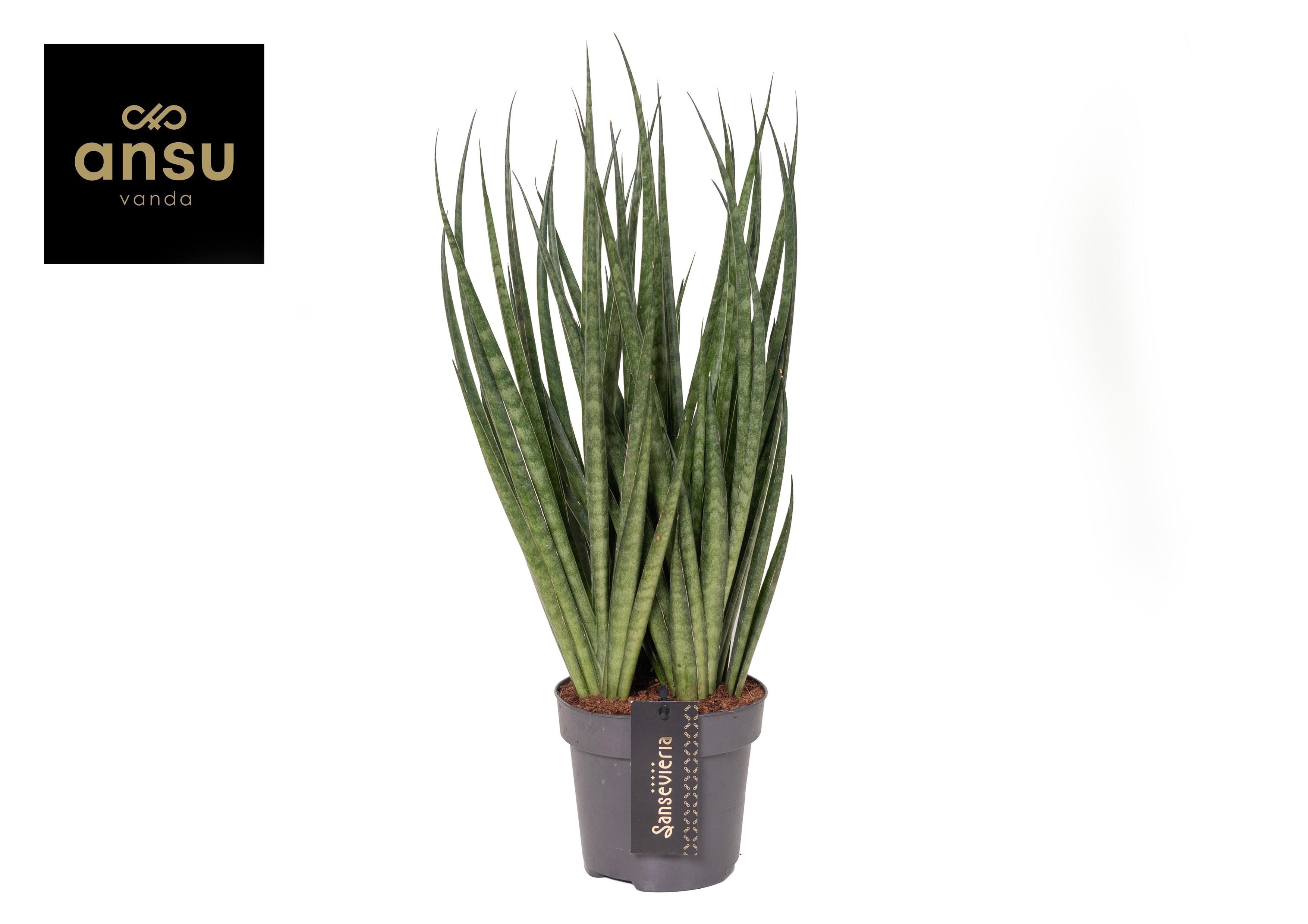 Горшечные цветы и растения оптом Sansevieria Comet Kichaka от 6шт из Голландии с доставкой по России