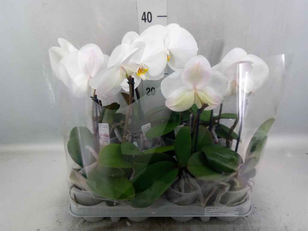 Горшечные цветы и растения оптом Phalaenopsis   ...white от 8шт из Голландии с доставкой по России