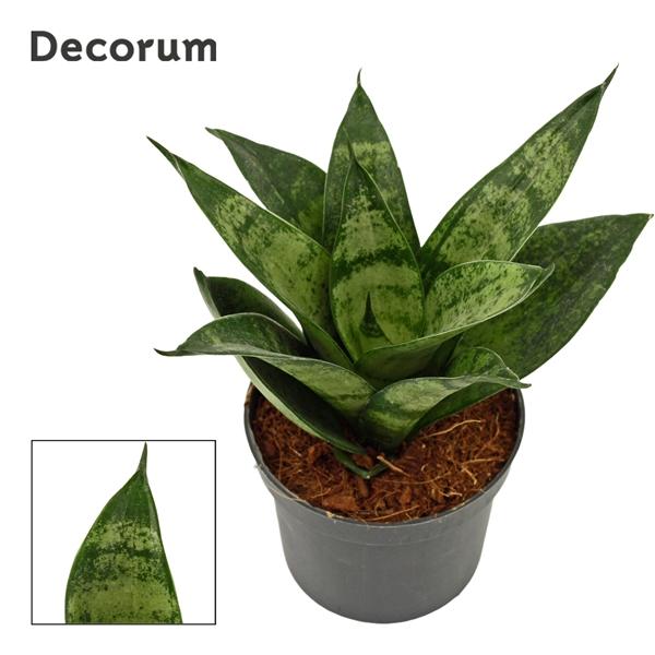 Горшечные цветы и растения оптом Sansevieria Hahnii Frozen (decorum) от 18шт (для телеги) из Голландии с доставкой по России