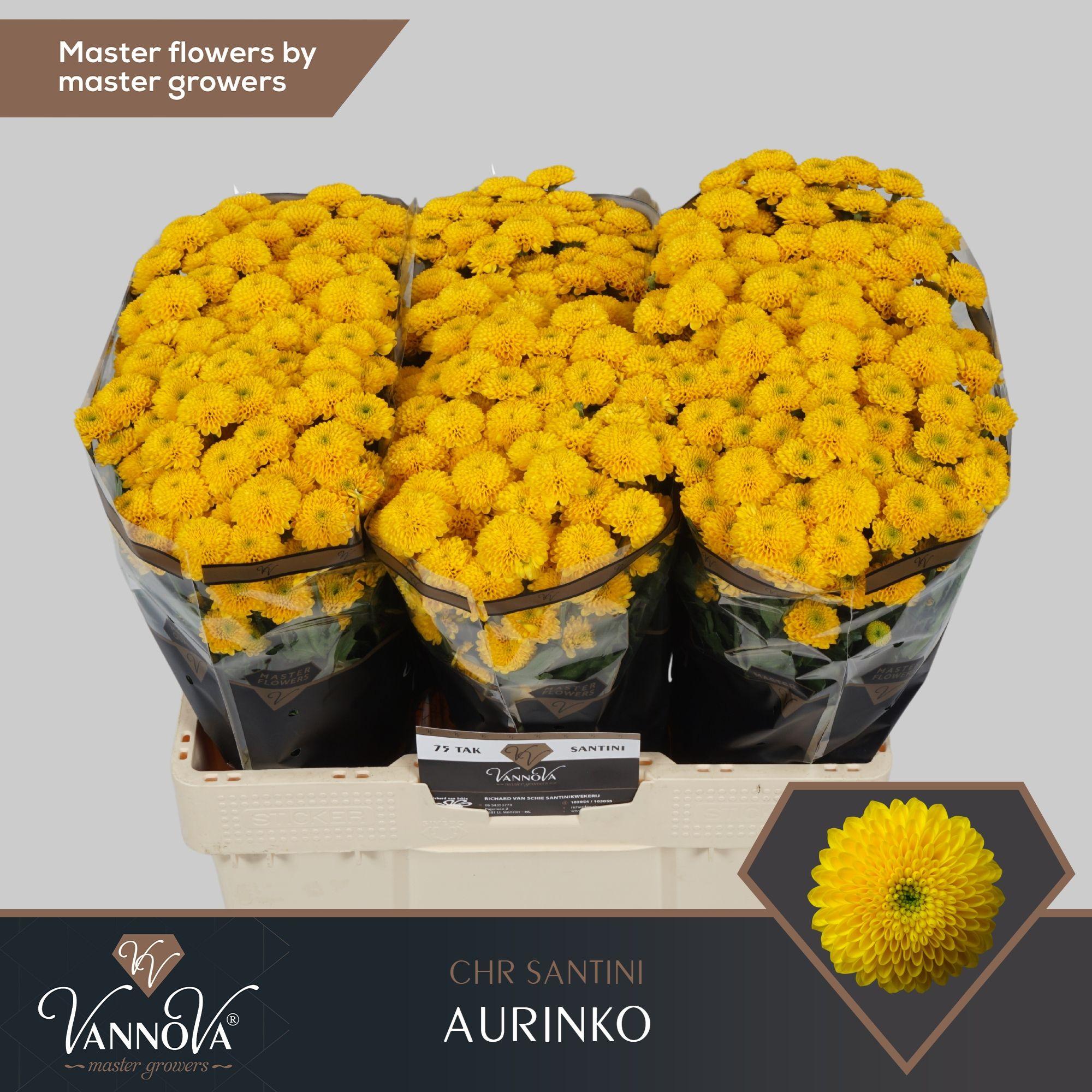 Срезанные цветы оптом Chrys sa aurinko от 75шт. из Голландии с доставкой по России