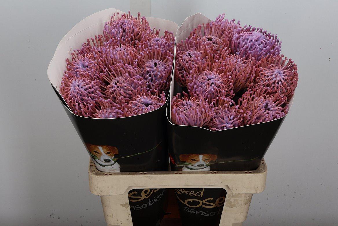 Срезанные цветы оптом Nutans wax milka от 20шт из Голландии с доставкой по России