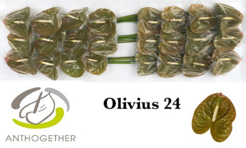 Срезанные цветы оптом Anthurium olivius от 6шт. из Голландии с доставкой по России