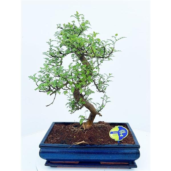 Горшечные цветы и растения оптом Bonsai Zanthoxylum Piperitum от 1шт из Голландии с доставкой по России