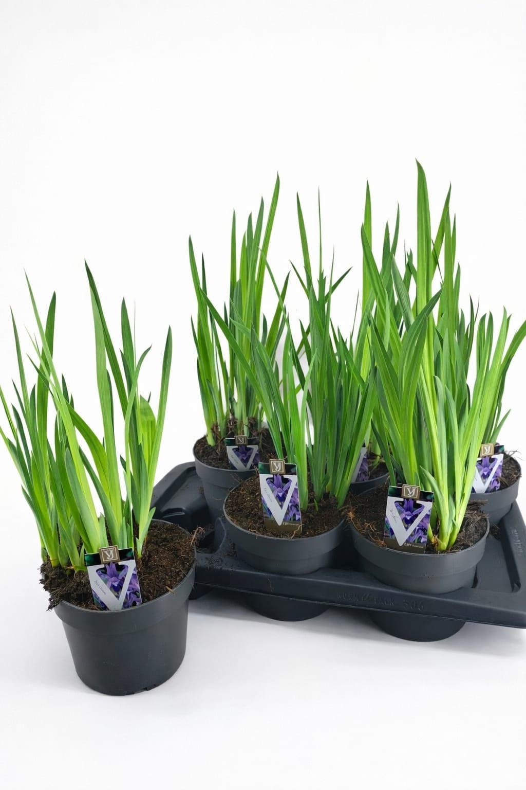 Горшечные цветы и растения оптом Iris Ov от 6шт из Голландии с доставкой по России