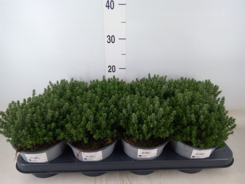 Горшечные цветы и растения оптом Thymus Vulgaris от 8шт из Голландии с доставкой по России