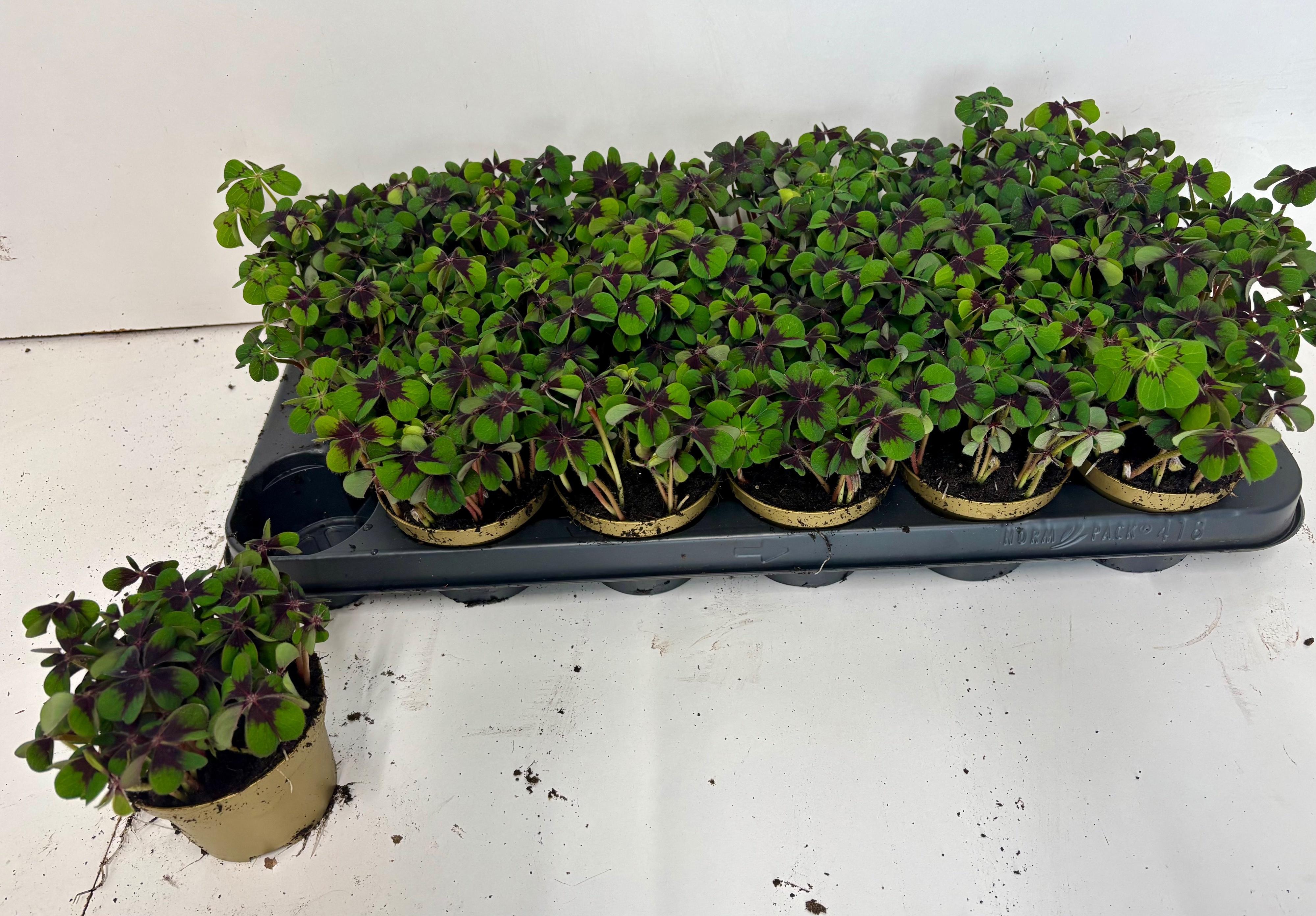 Горшечные цветы и растения оптом Oxalis Deppei от 18шт (для телеги) из Голландии с доставкой по России