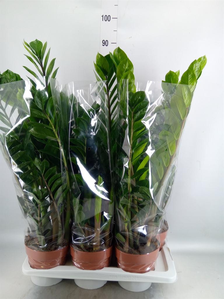 Горшечные цветы и растения оптом Zamioculcas Zamiifolia от 6шт из Голландии с доставкой по России