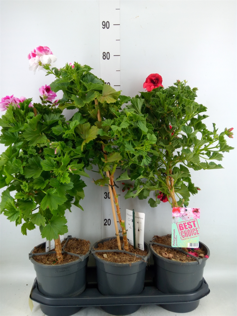 Горшечные цветы и растения оптом Pelargonium Gran.   ..mix от 3шт из Голландии с доставкой по России