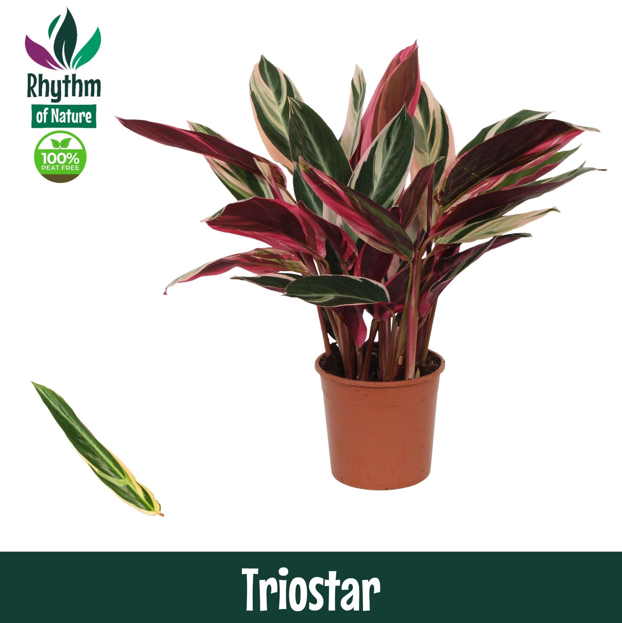 Горшечные цветы и растения оптом Calathea Triostar от 8шт из Голландии с доставкой по России