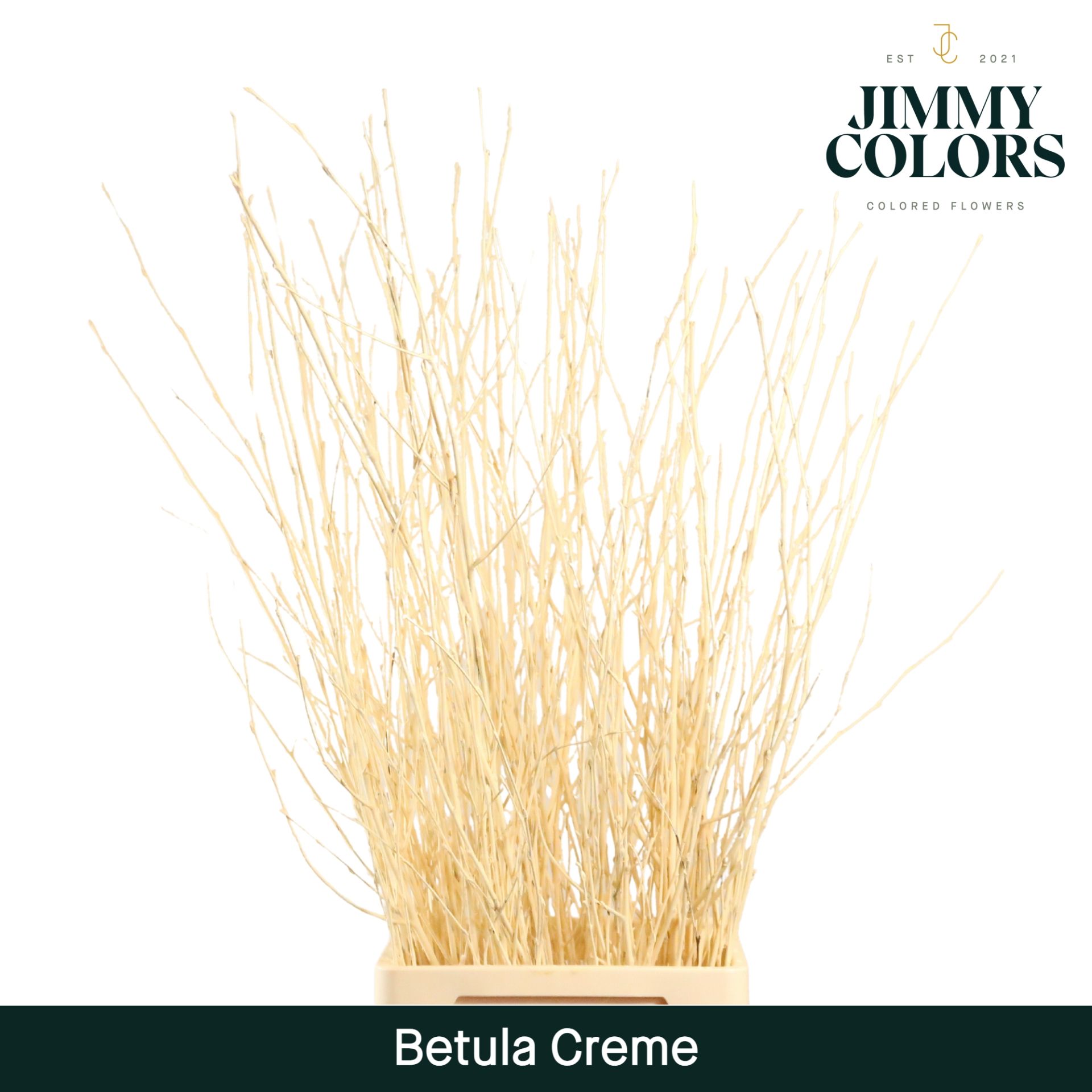 Срезанные цветы оптом Betula paint cream от 10шт из Голландии с доставкой по России
