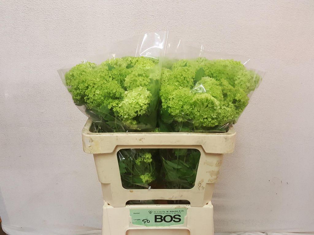 Срезанные цветы оптом Viburnum roseum per bunch от 3шт из Голландии с доставкой по России