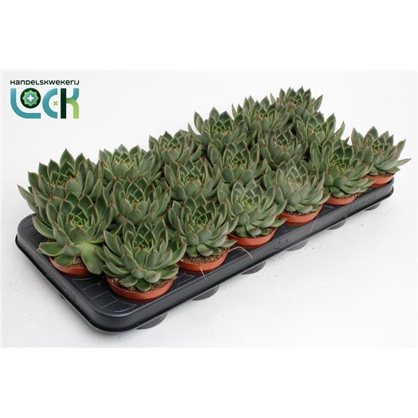Горшечные цветы и растения оптом Echeveria Agavoides от 12шт (для телеги) из Голландии с доставкой по России