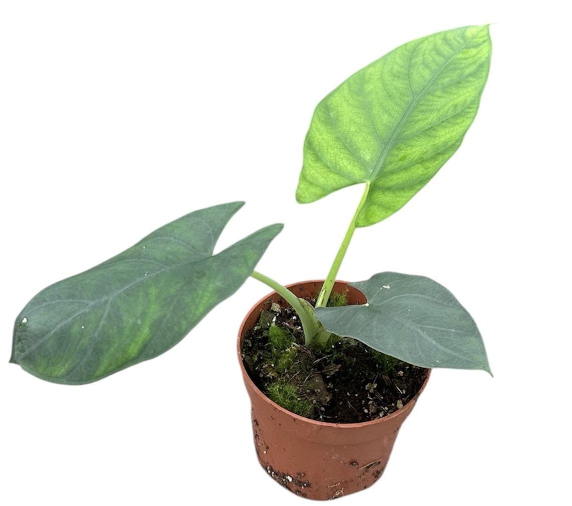 Горшечные цветы и растения оптом Alocasia Scabriuscula от 1шт (для телеги) из Голландии с доставкой по России