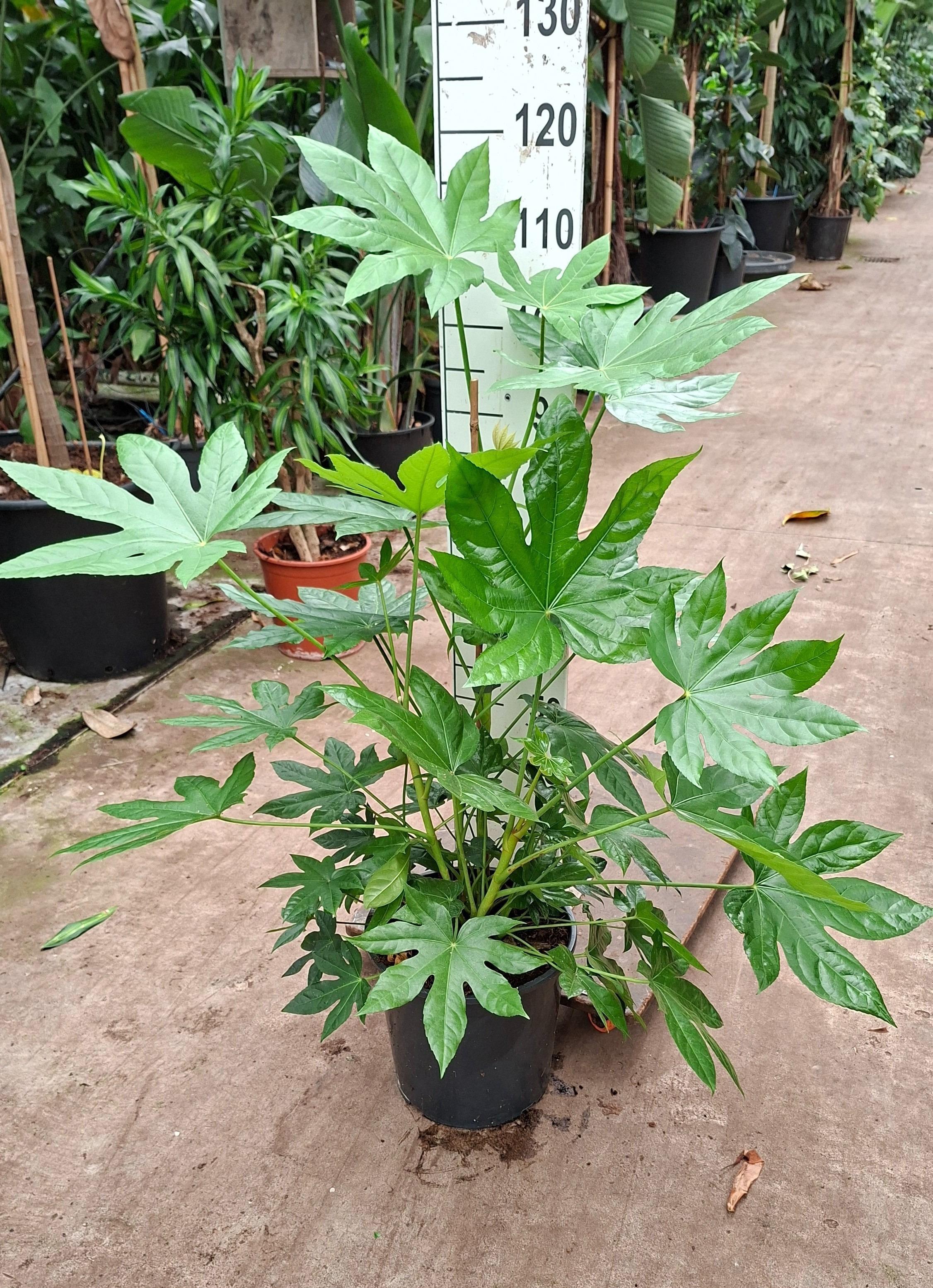 Горшечные цветы и растения оптом Fatsia Japonica от 1шт из Голландии с доставкой по России