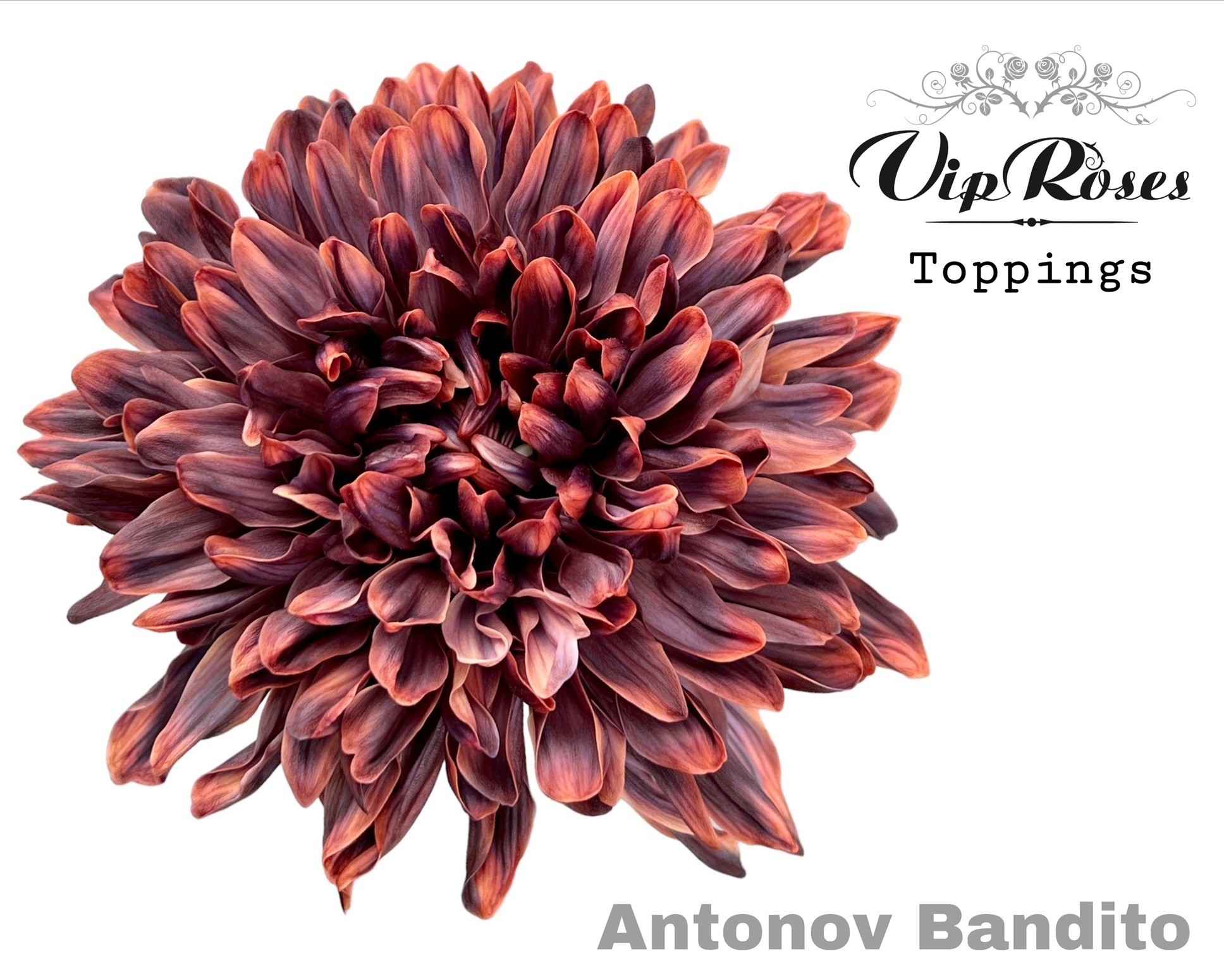 Срезанные цветы оптом Chrys bl paint antonov bandito от 20шт из Голландии с доставкой по России