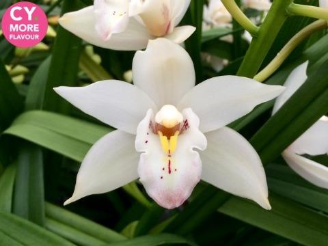 Срезанные цветы оптом Minicymbidium lake margot от 8шт. из Голландии с доставкой по России