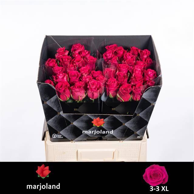 Срезанные цветы оптом Rosa large xoch! от 40шт из Голландии с доставкой по России