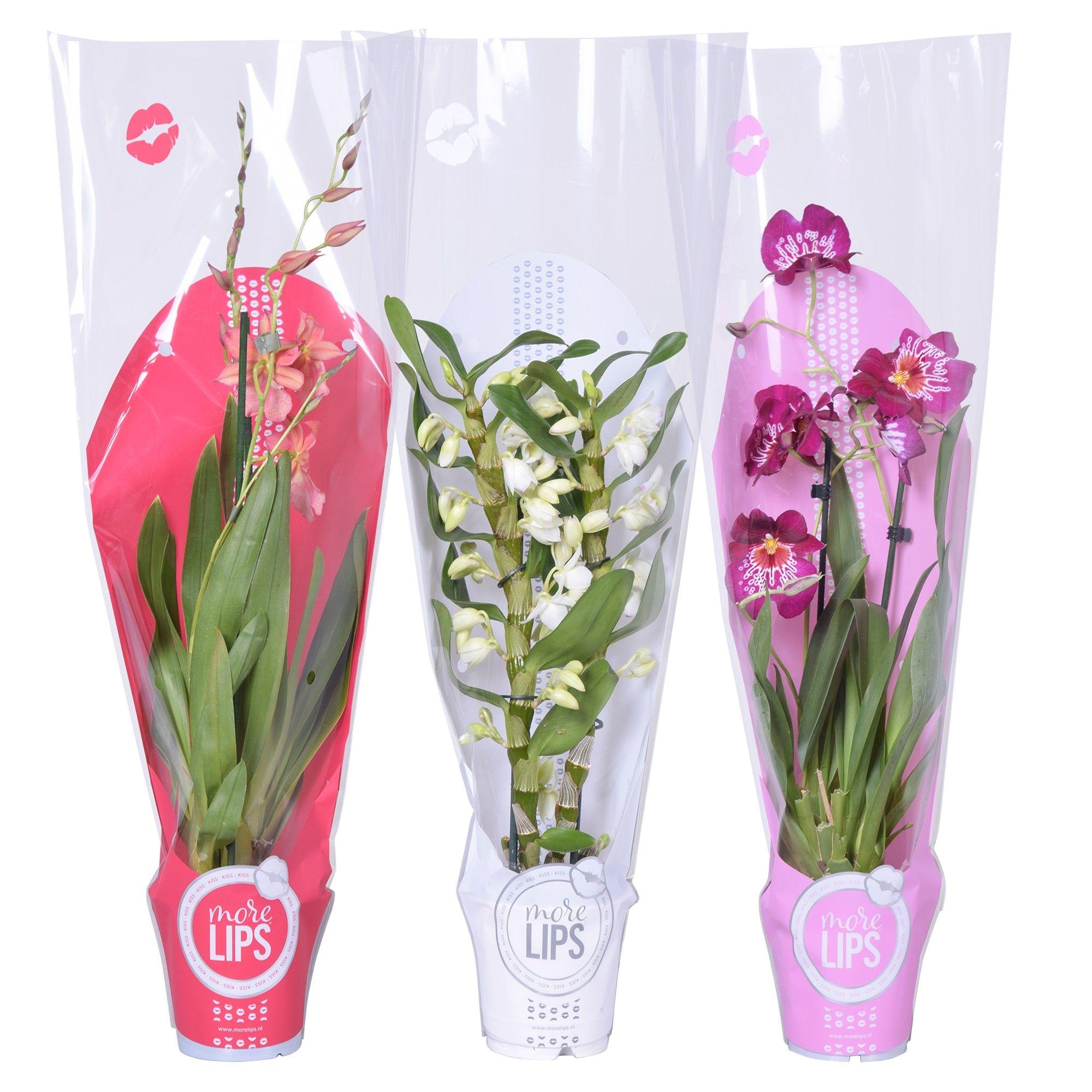 Горшечные цветы и растения оптом Orchid 3st Mix In Sleeve (morelips) A от 6шт из Голландии с доставкой по России