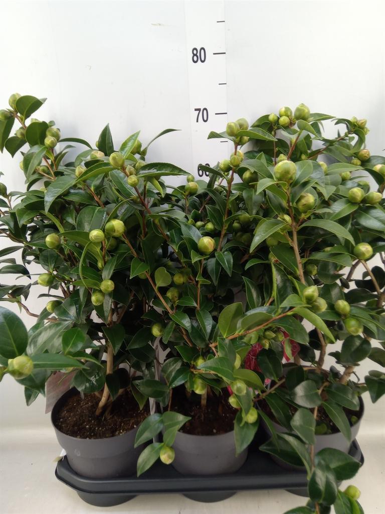 Горшечные цветы и растения оптом Camellia   ... от 3шт из Голландии с доставкой по России