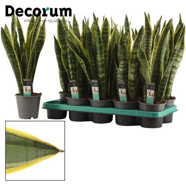 Горшечные цветы и растения оптом Sansevieria Laurentii (decorum) от 10шт из Голландии с доставкой по России