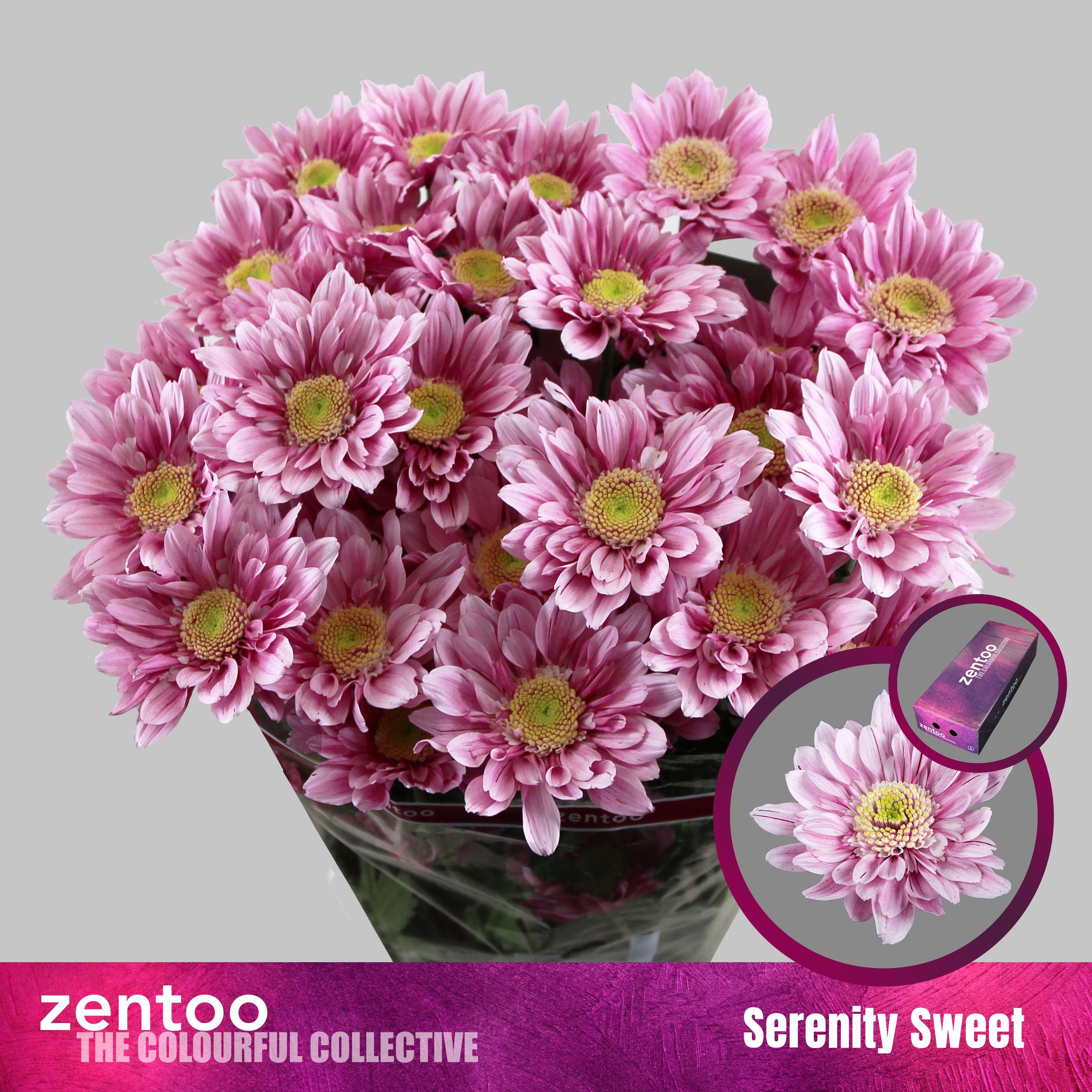 Срезанные цветы оптом Chrys sp serenity sweet от 160шт из Голландии с доставкой по России