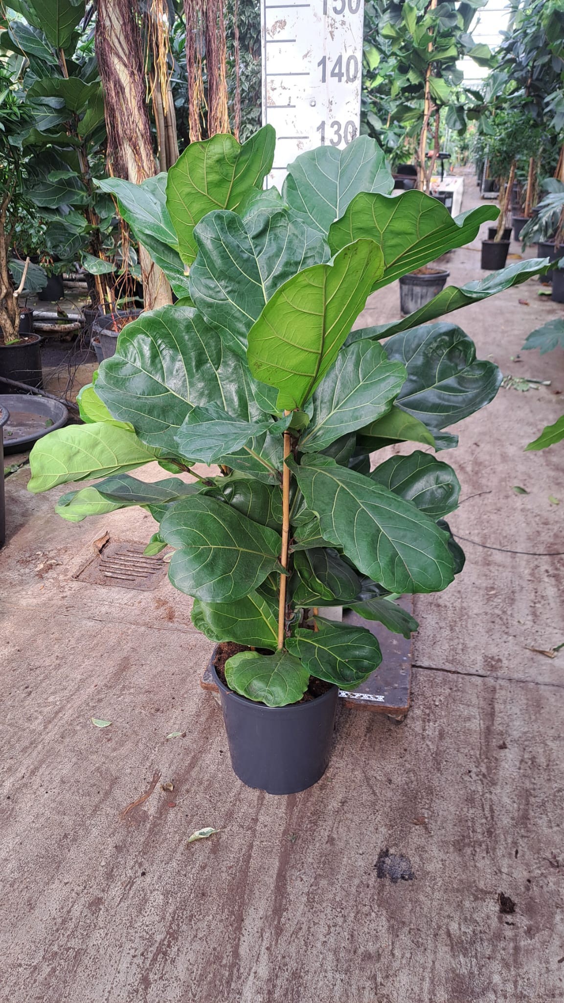 Горшечные цветы и растения оптом Ficus Lyrata 3pp от 1шт из Голландии с доставкой по России