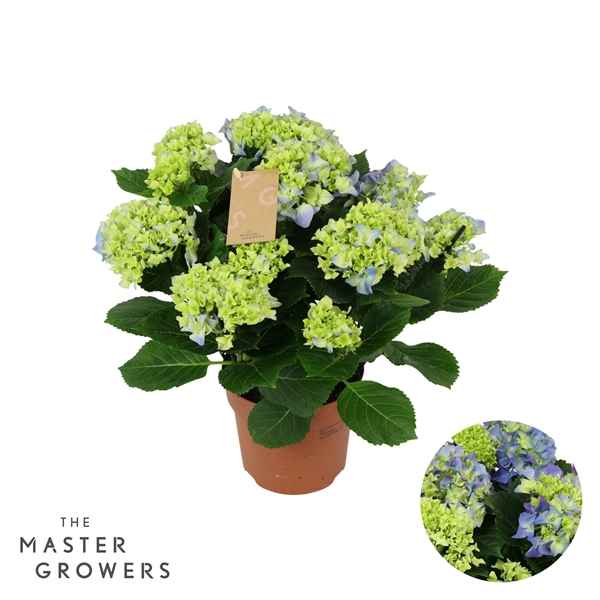 Горшечные цветы и растения оптом Hydrangea Ma Blue 7+ от 6шт из Голландии с доставкой по России